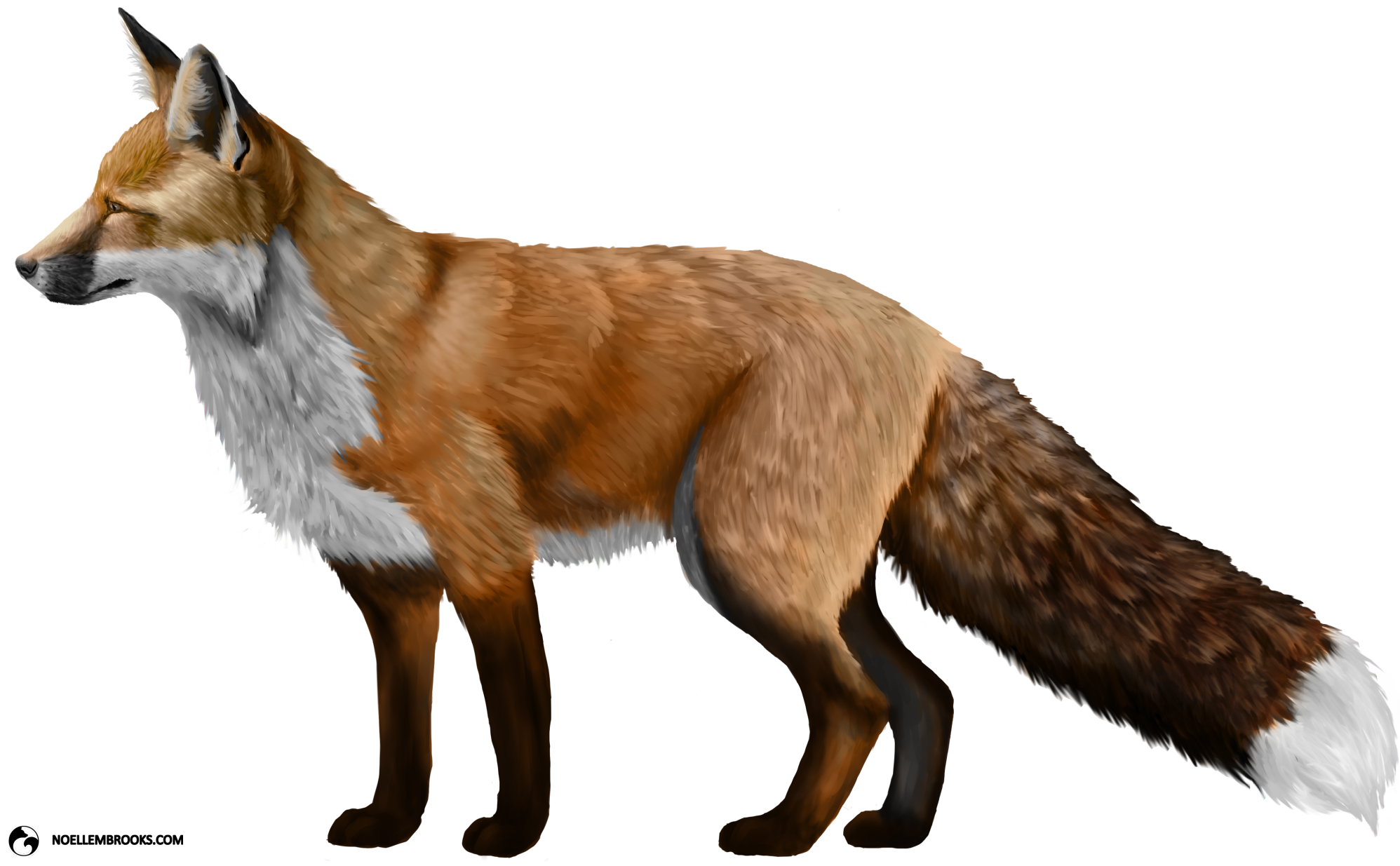 Fox Png PNG Image