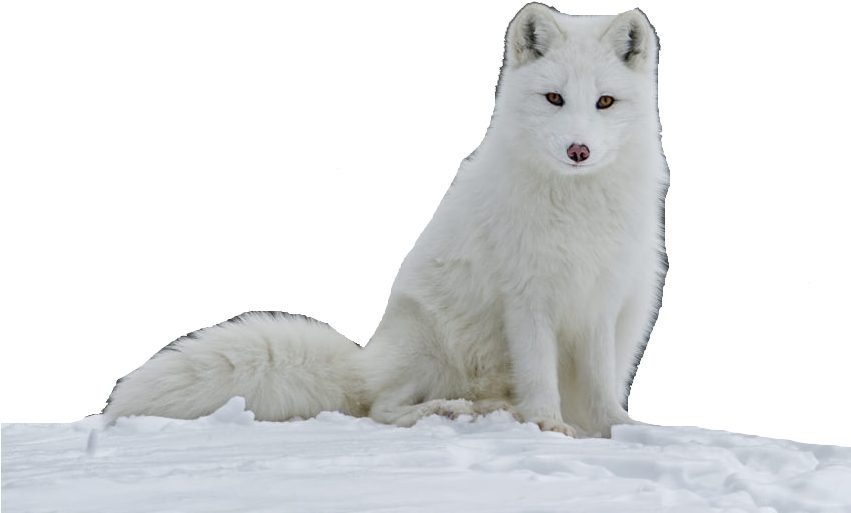 Arctic Fox Snow PNG File HD PNG Image