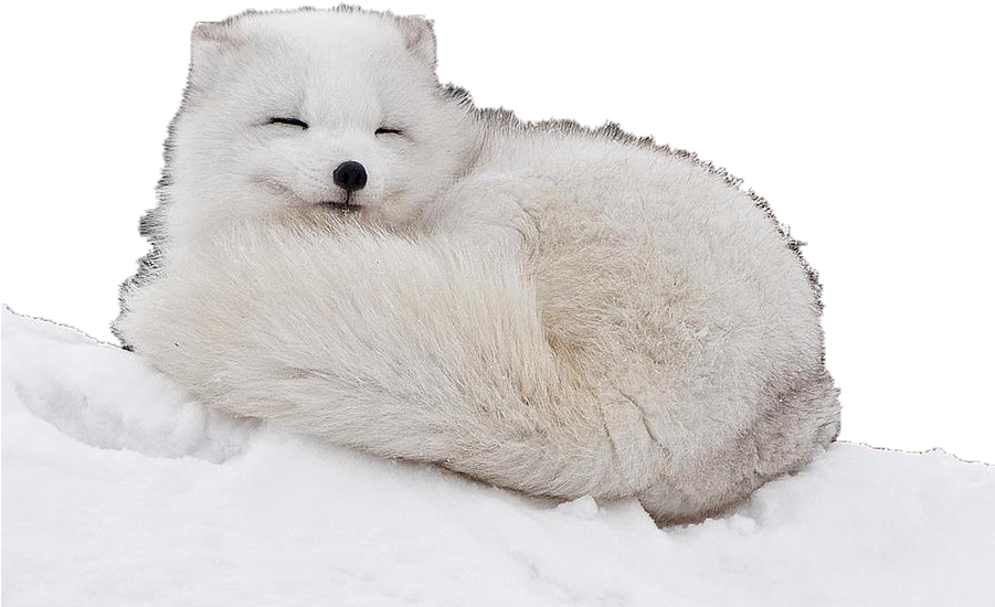 Arctic Fox Snow PNG File HD PNG Image