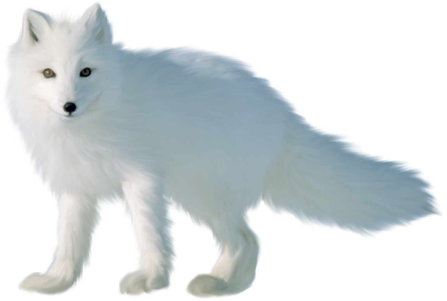 Arctic Fox Snow Free Download PNG HD PNG Image