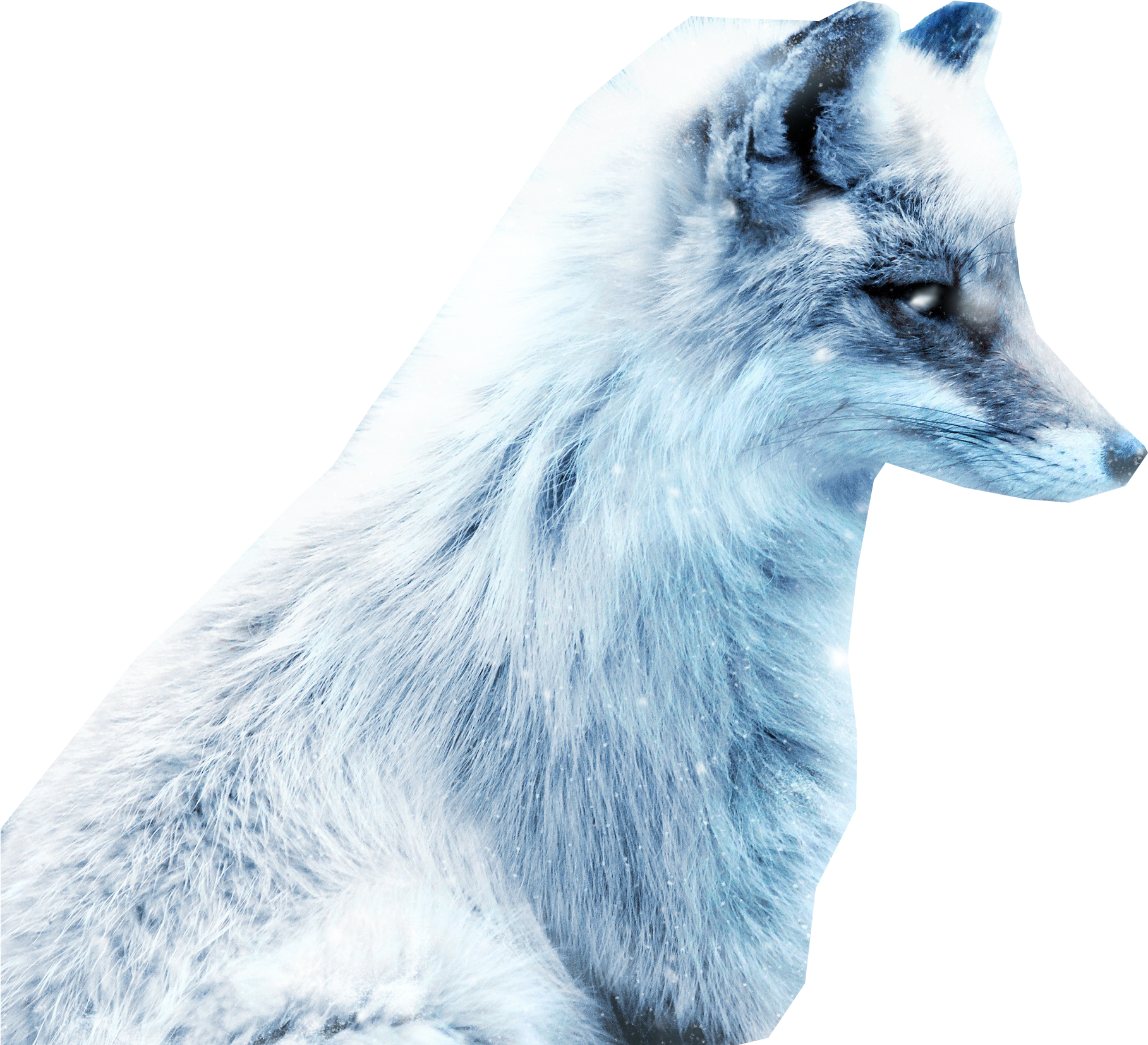 Photos Arctic Fox Snow HQ Image Free PNG Image