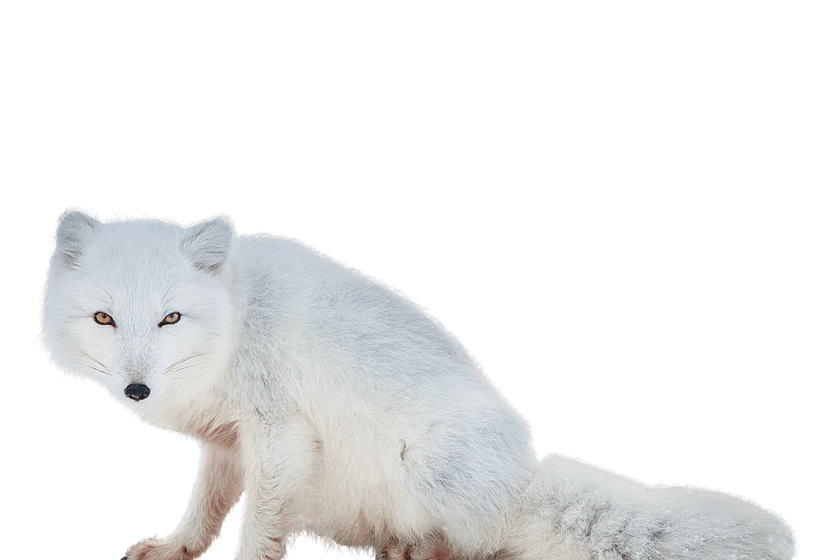 Arctic Pic Fox Snow PNG Download Free PNG Image