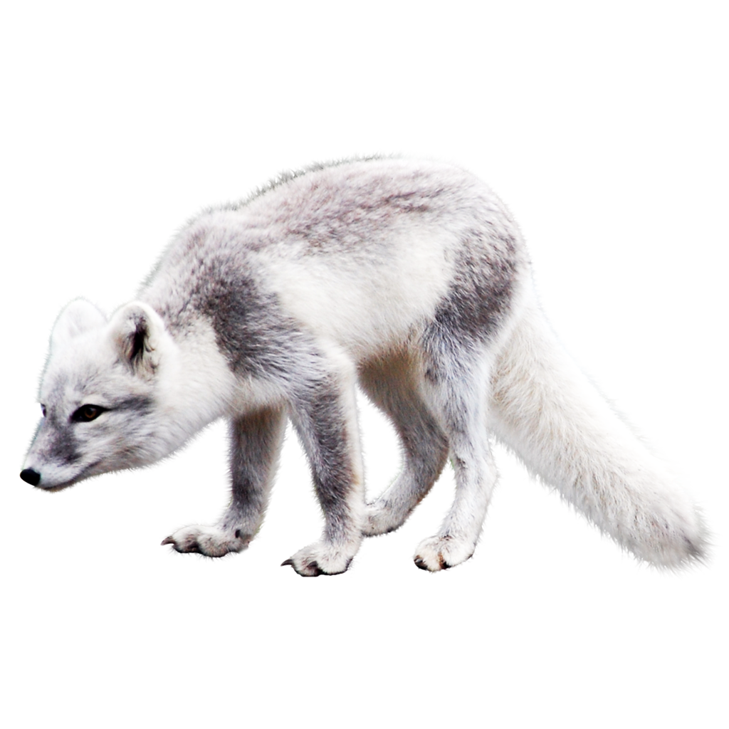 White Fox Arctic Free Transparent Image HQ PNG Image