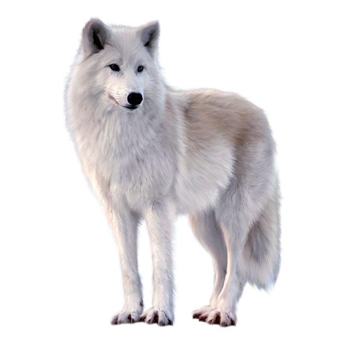 White Fox Arctic HD Image Free PNG Image