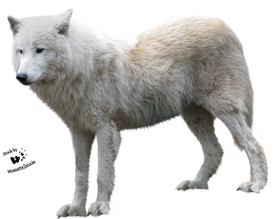White Fox Arctic PNG Download Free PNG Image