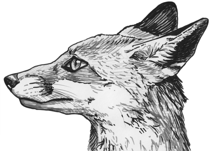 Fox Eyes Clipart PNG Image