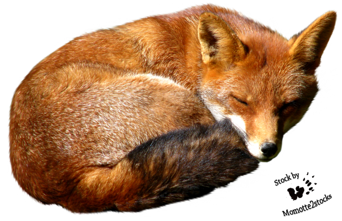 Fox Image PNG Image