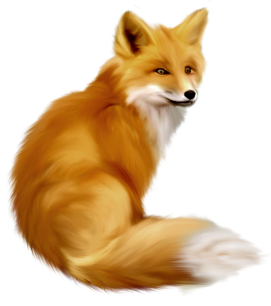 Fox Png 10 PNG Image