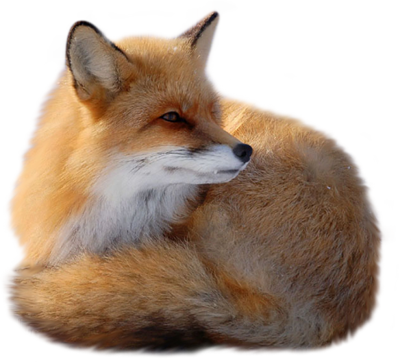 Fox Png 7 PNG Image