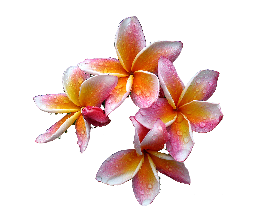 Frangipani Flower Photos Download Free Image PNG Image