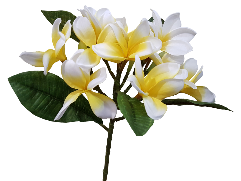 Frangipani Flower Pic Download Free Image PNG Image