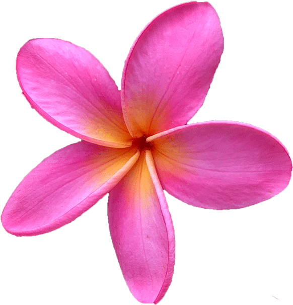 Frangipani PNG Download Free PNG Image