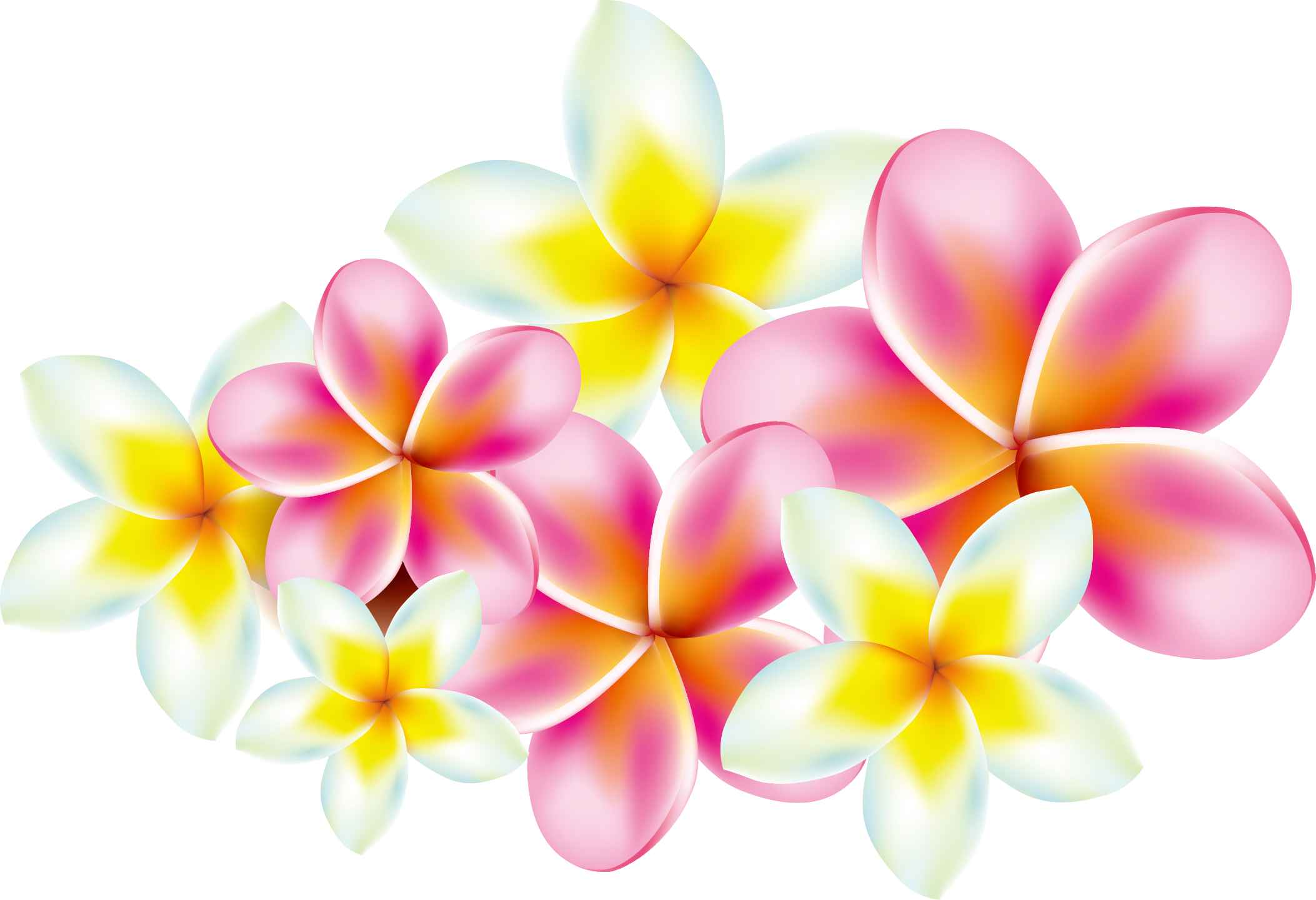 Frangipani Download HQ PNG Image