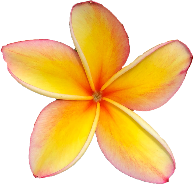 Frangipani Free Transparent Image HQ PNG Image