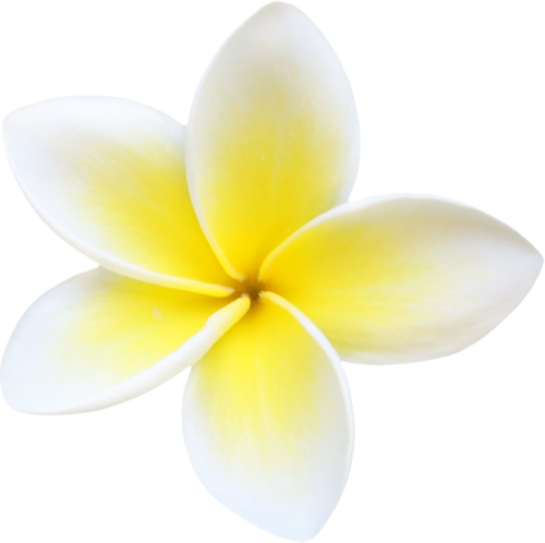 Frangipani White Flower Free HD Image PNG Image