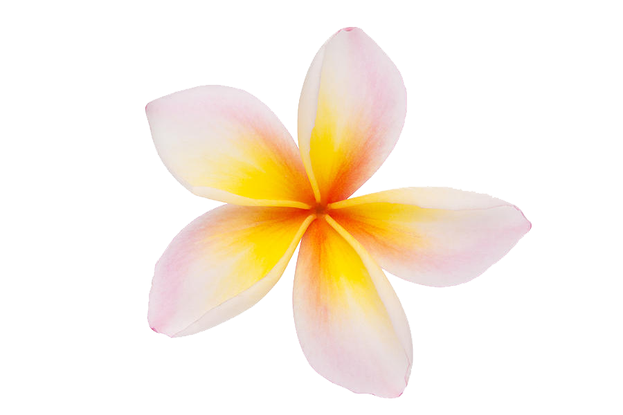 Frangipani White Flower HQ Image Free PNG Image