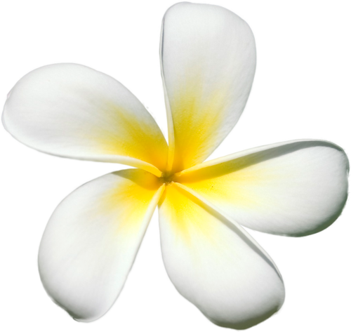 Frangipani White Flower Photos Free Clipart HD PNG Image