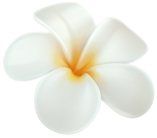 Frangipani White Flower Free PNG HQ PNG Image