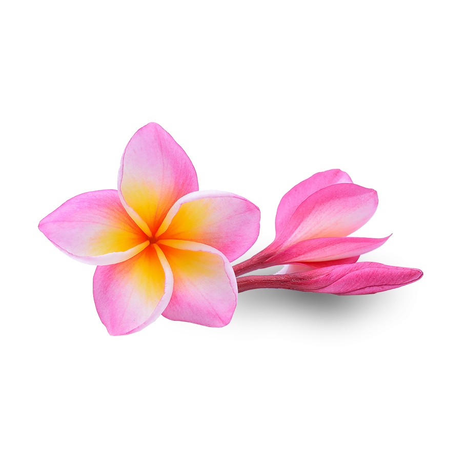 Pink Frangipani Flower Download HD PNG Image