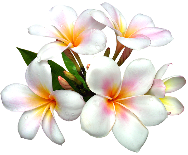 Pink Frangipani Free PNG HQ PNG Image