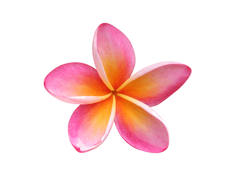 Pink Frangipani Download HD PNG Image