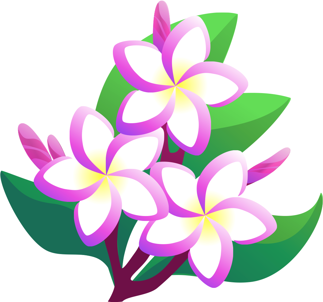 Pink Frangipani Vector Free Transparent Image HD PNG Image