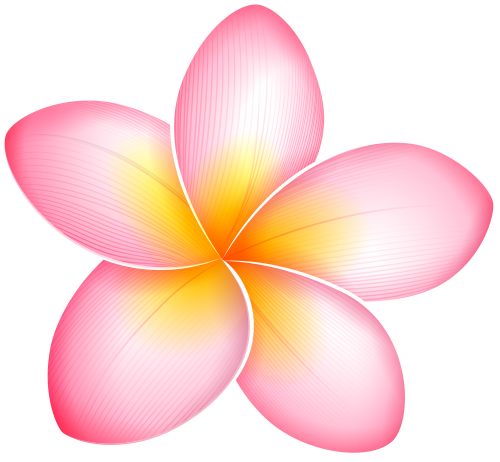 Pink Frangipani Vector Download HD PNG Image