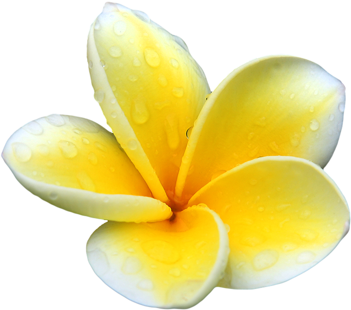 Plumeria Picture PNG Image