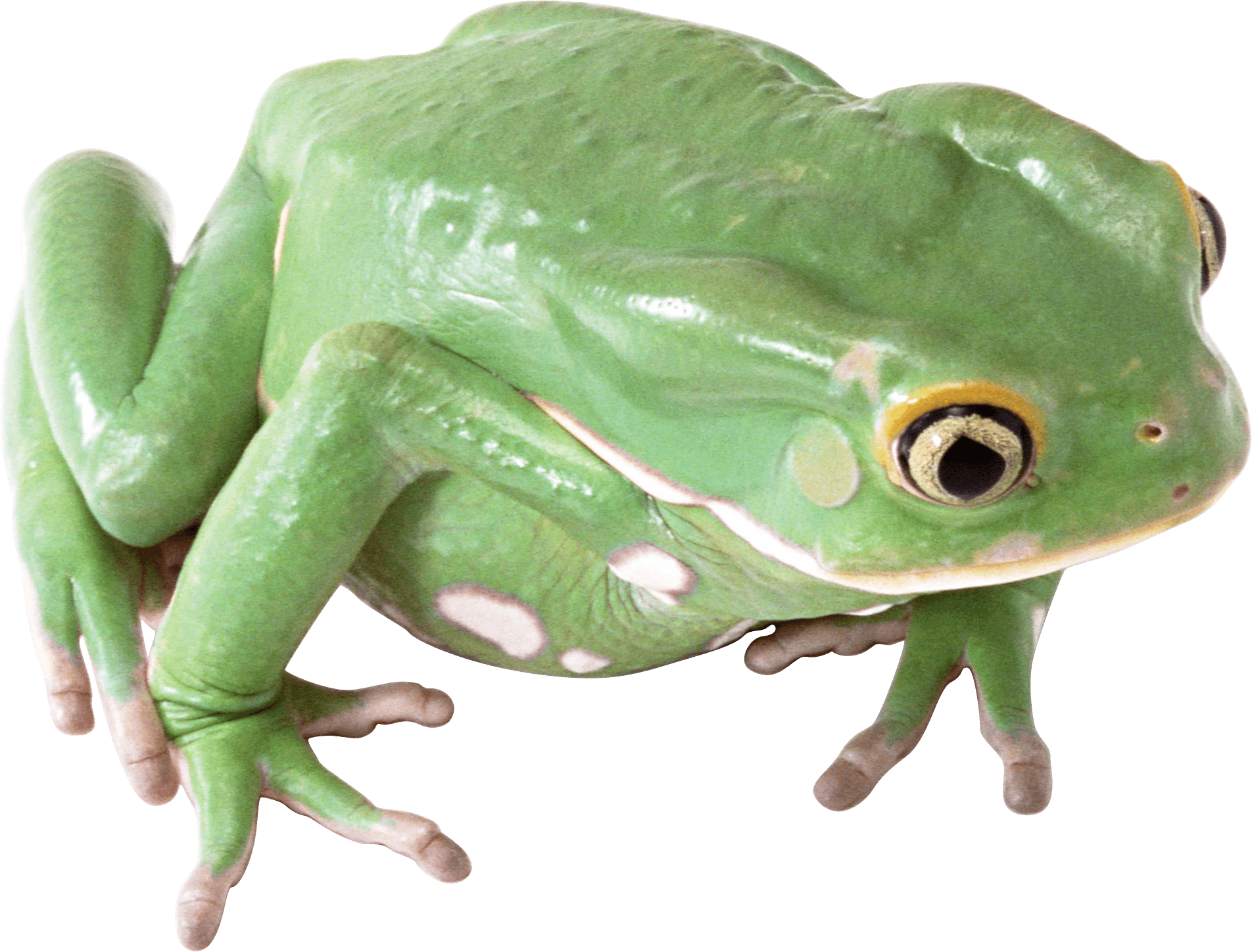 Frog Png Image PNG Image