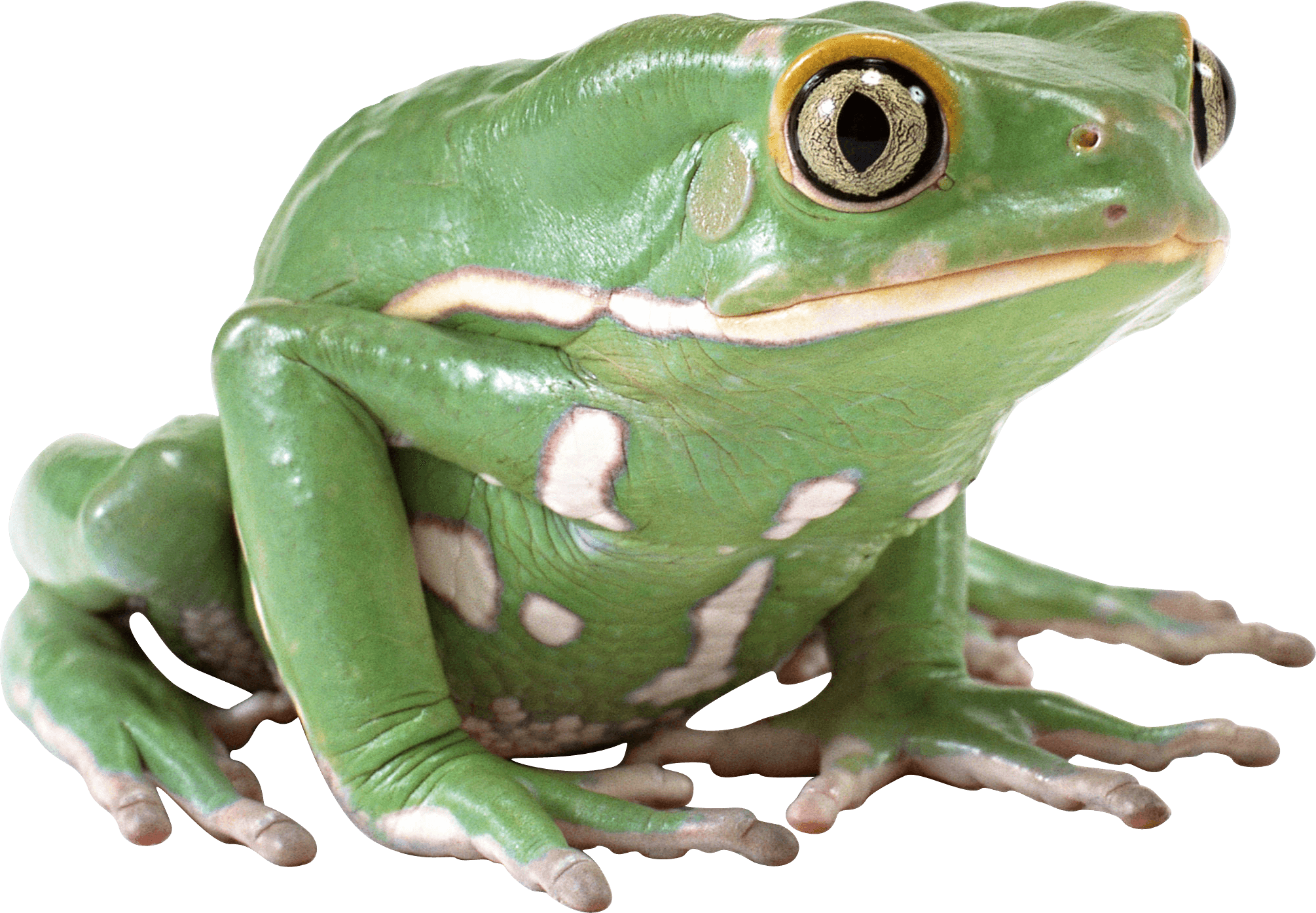 Green Frog Png Image PNG Image