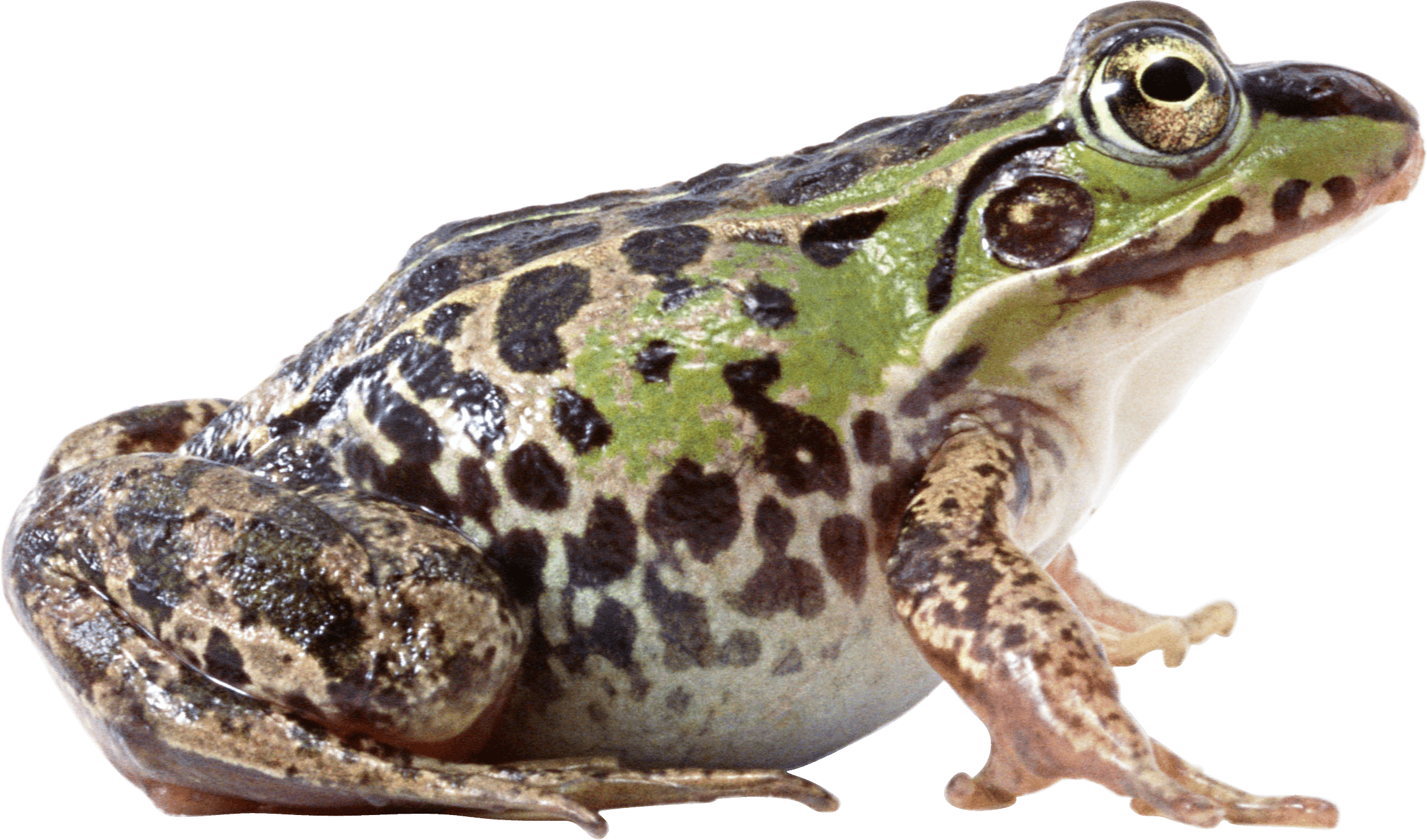 Frog Png Image PNG Image