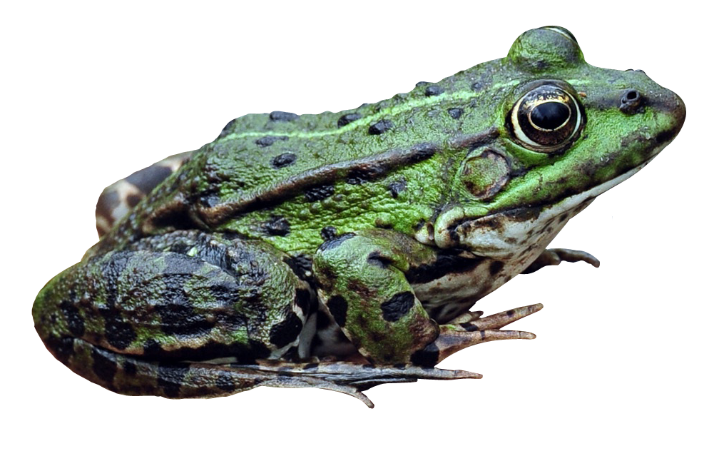 Amphibian Frog Download Free Image PNG Image