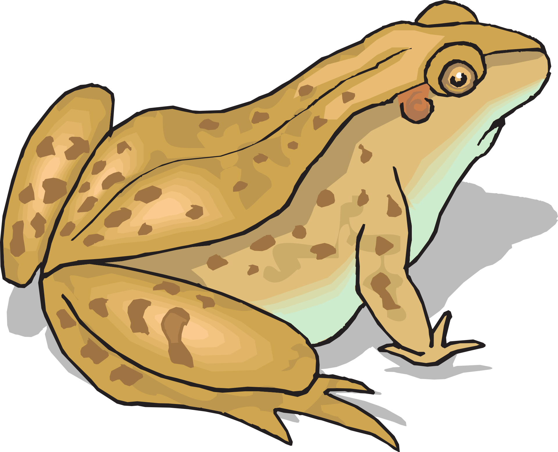 Photos Amphibian Frog Free HD Image PNG Image