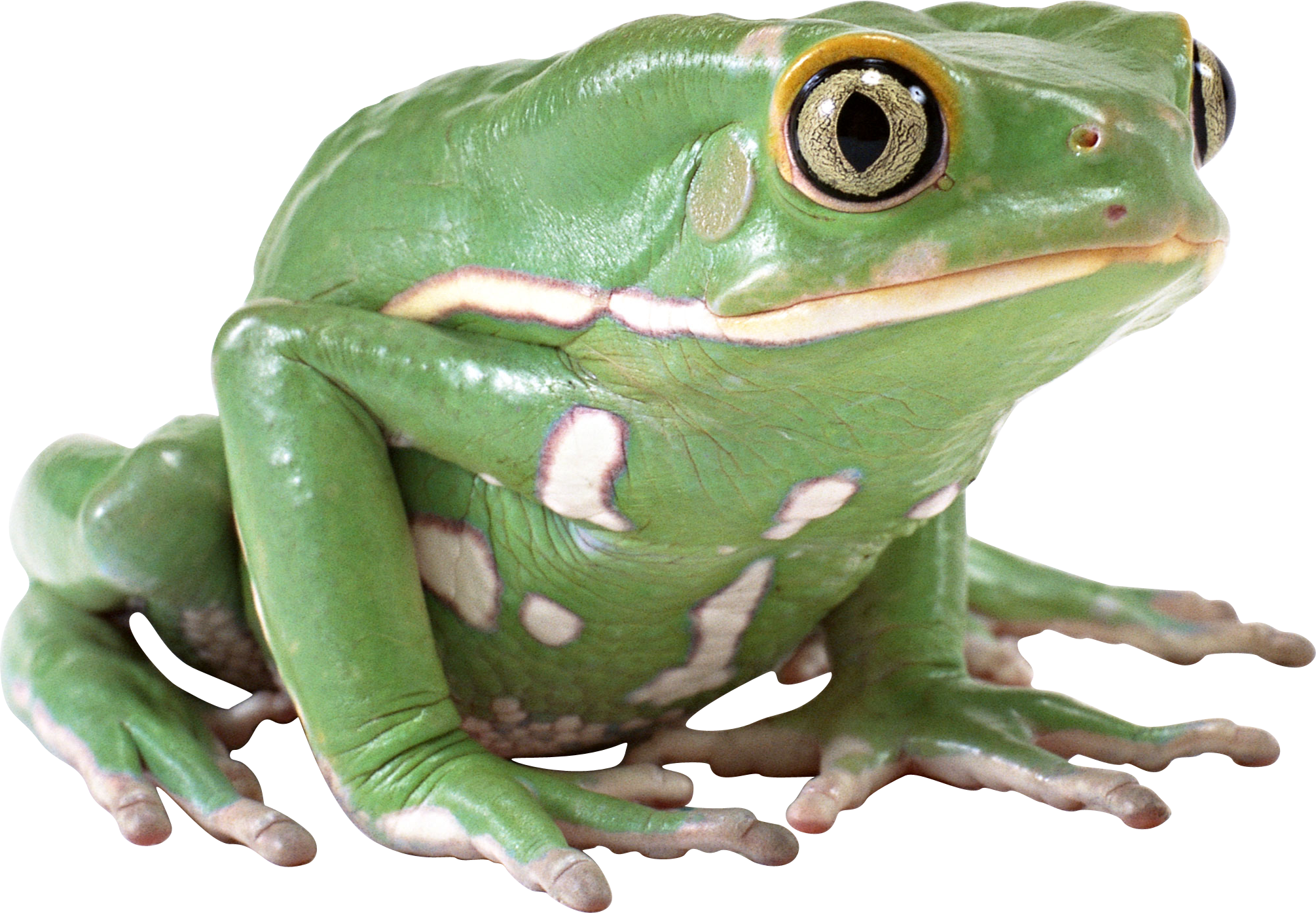 Amphibian Frog PNG Image High Quality PNG Image