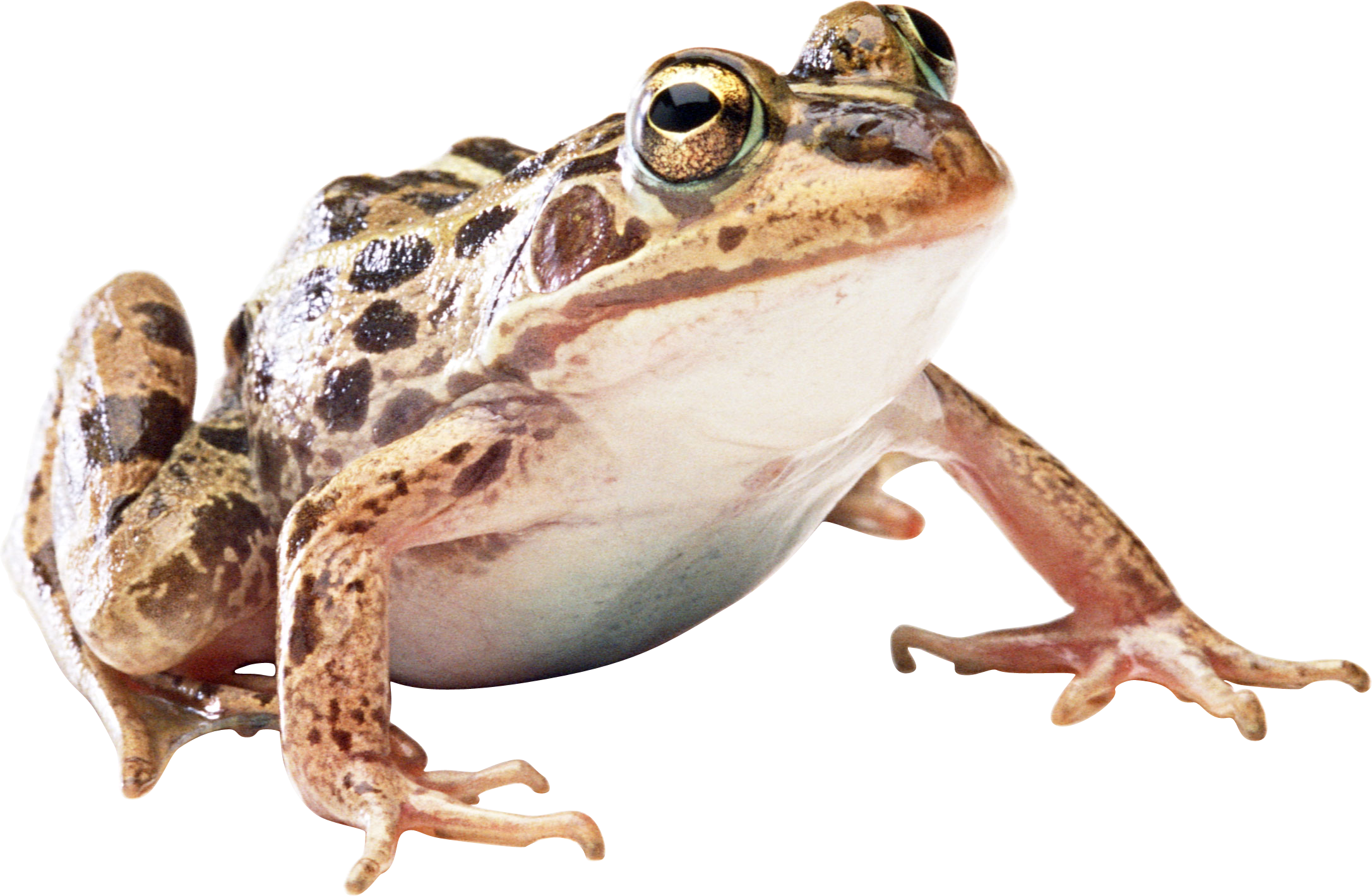 Amphibian Frog Free HQ Image PNG Image