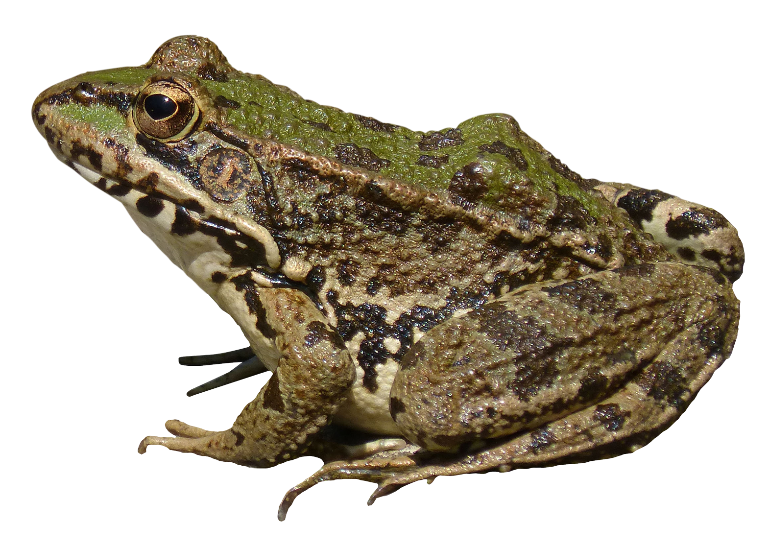 Images Amphibian Frog PNG File HD PNG Image