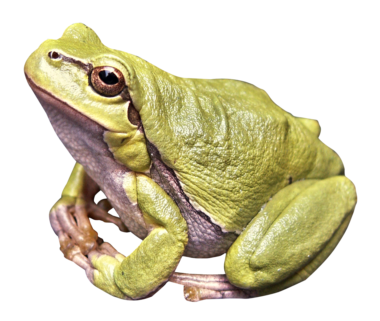 Amphibian Frog Download HD PNG Image
