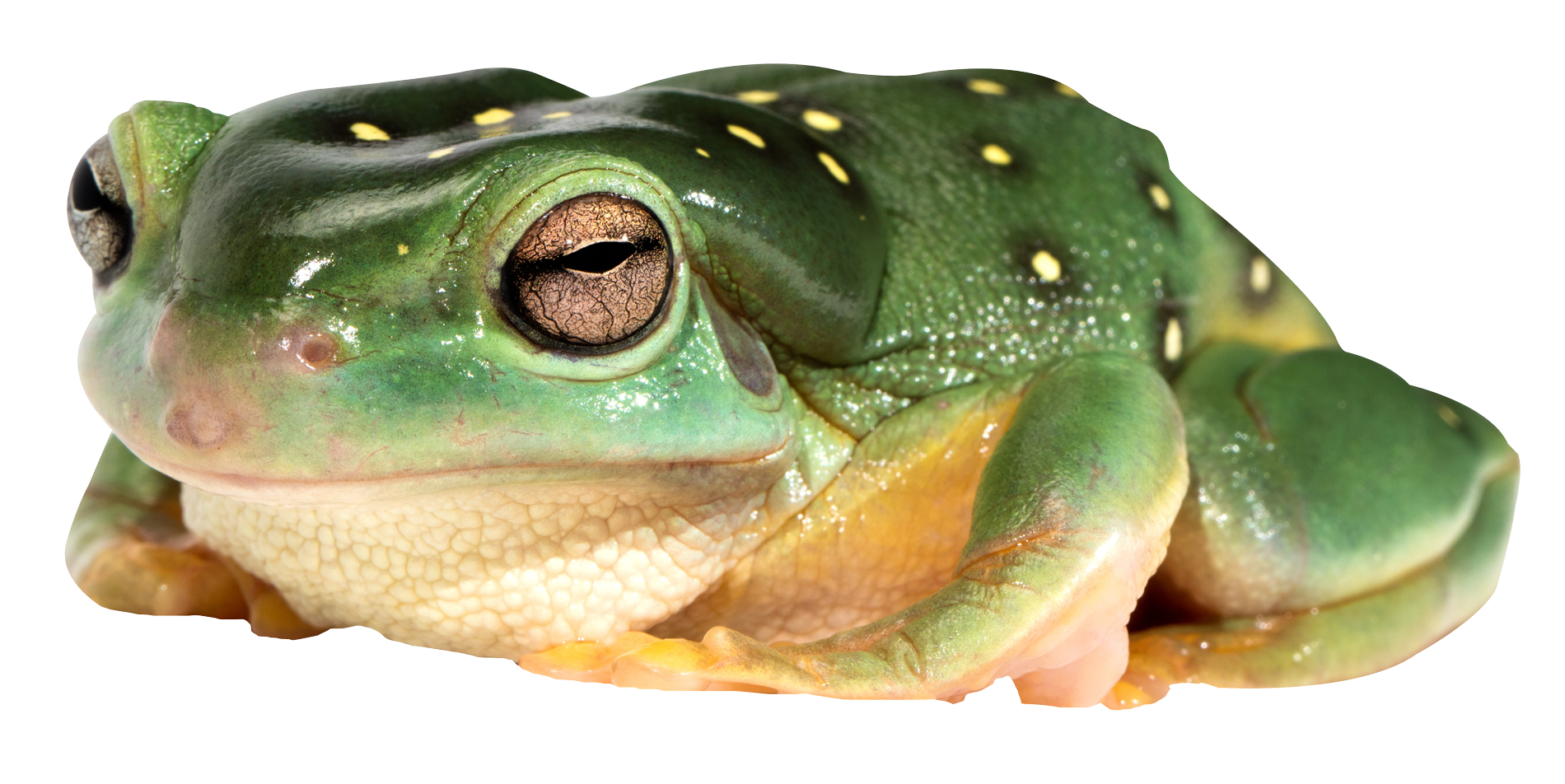 Amphibian Frog Free Download Image PNG Image