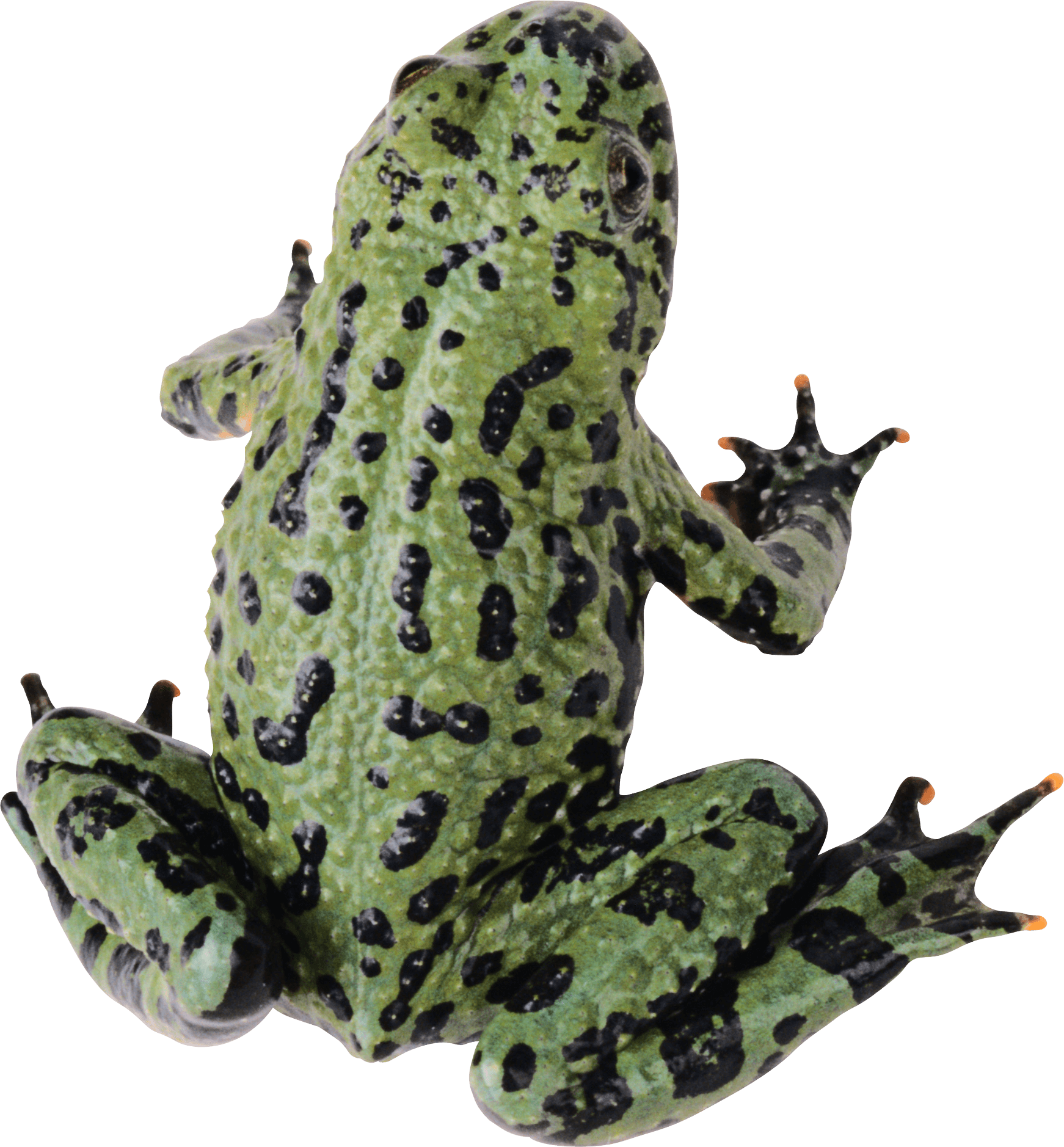 Download Frog Png Image Hq Png Image Freepngimg