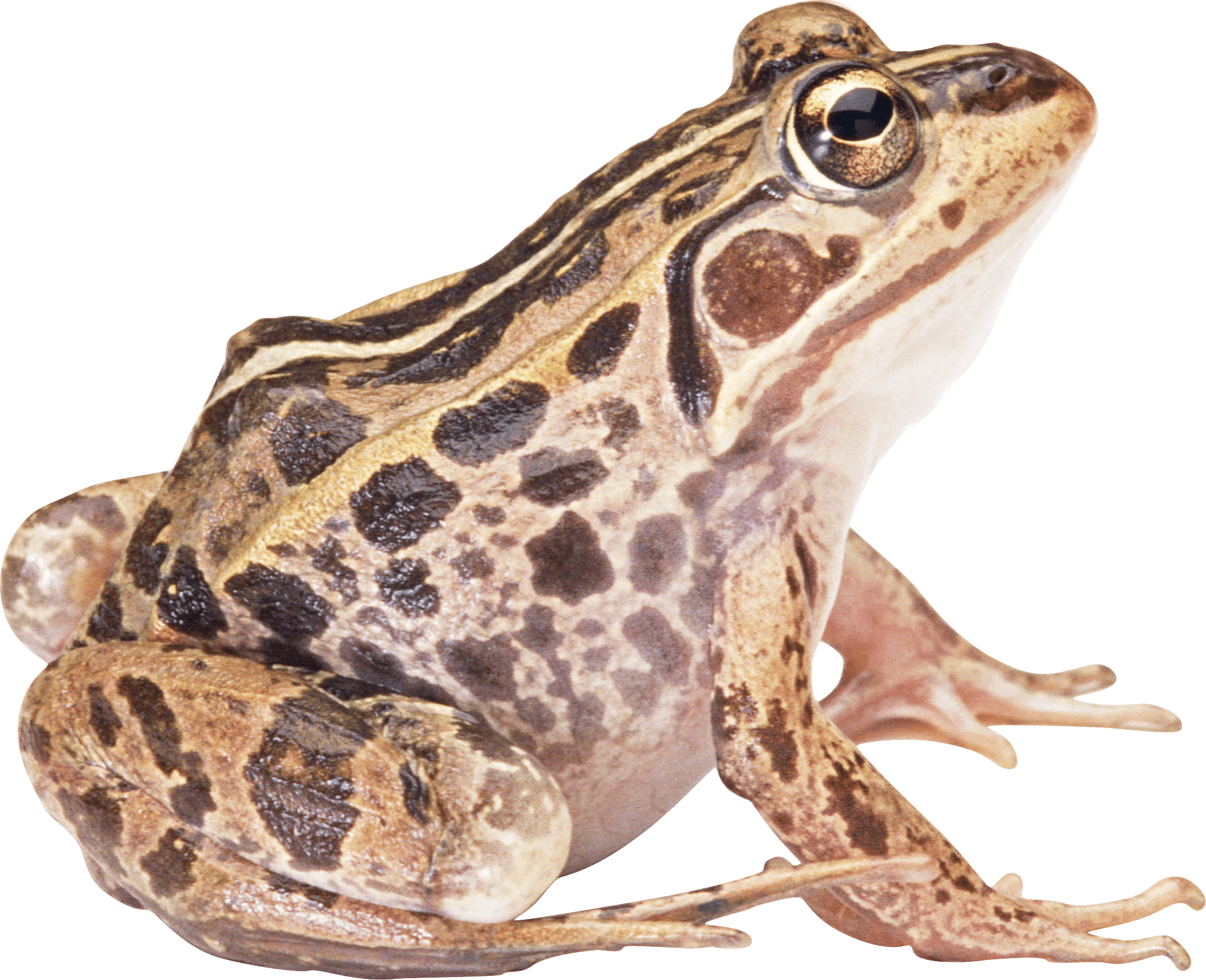 Frog Png Image PNG Image