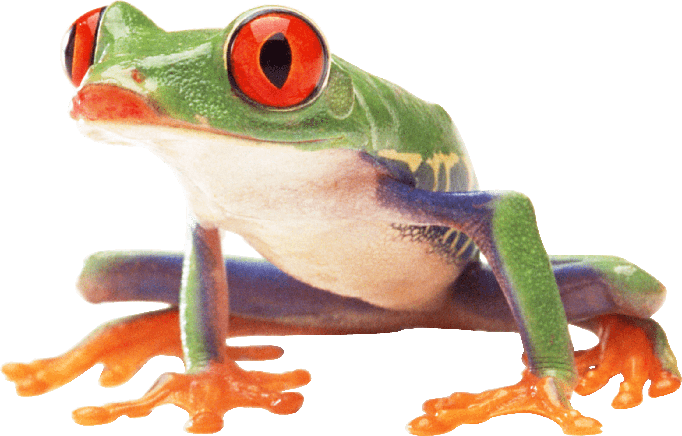 Frog Png Image PNG Image