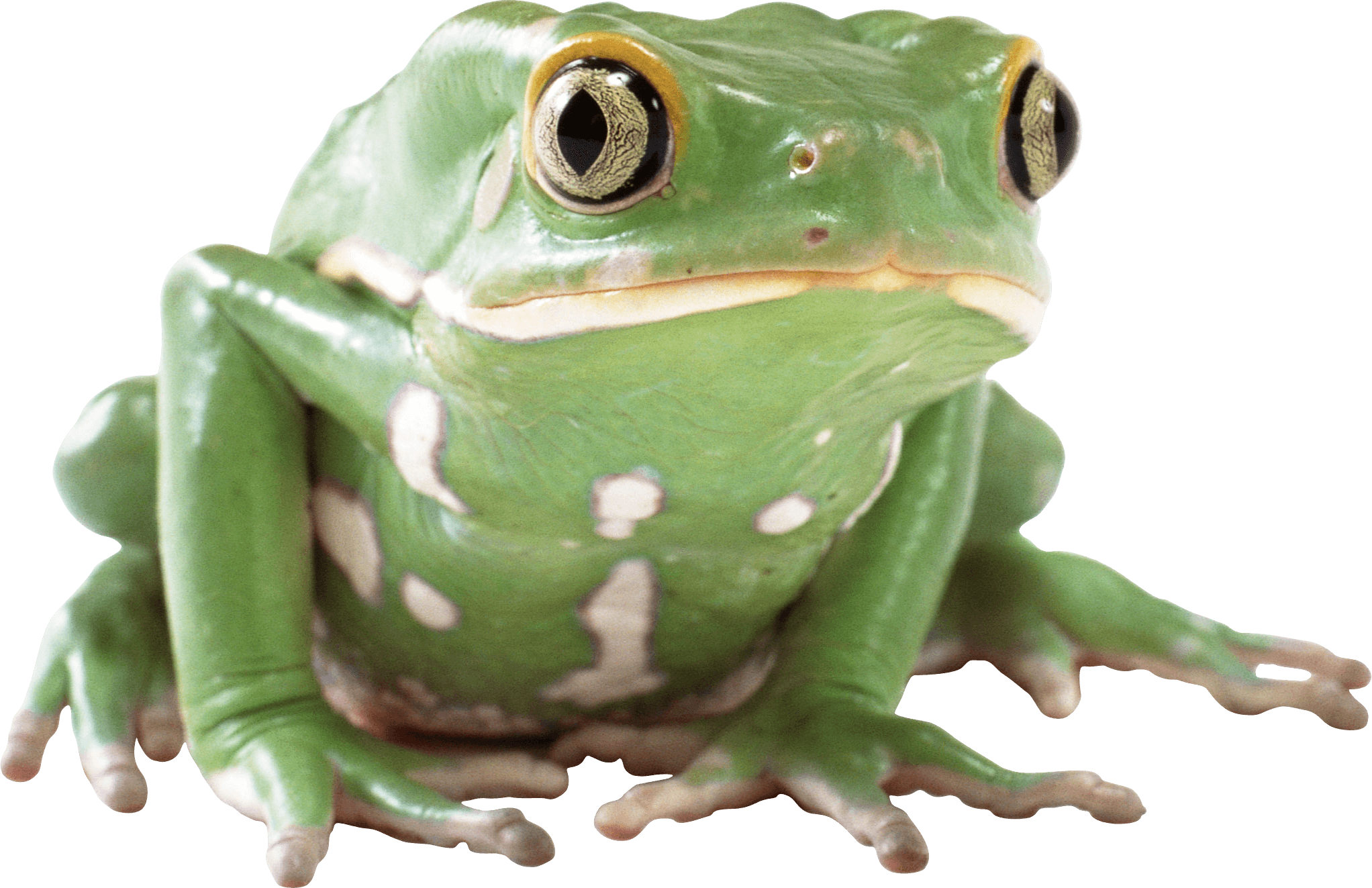 Frog Png Image PNG Image