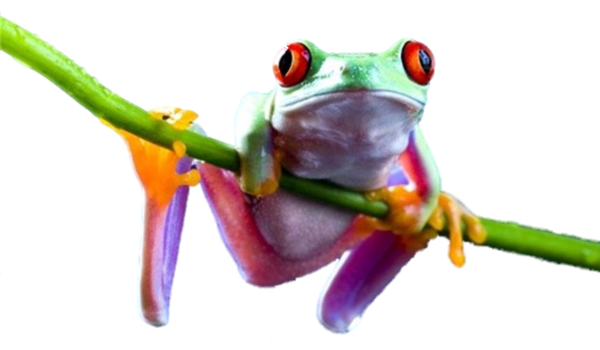 Frog Transparent Image PNG Image