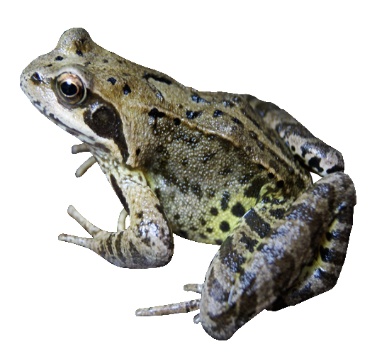 Frog File PNG Image
