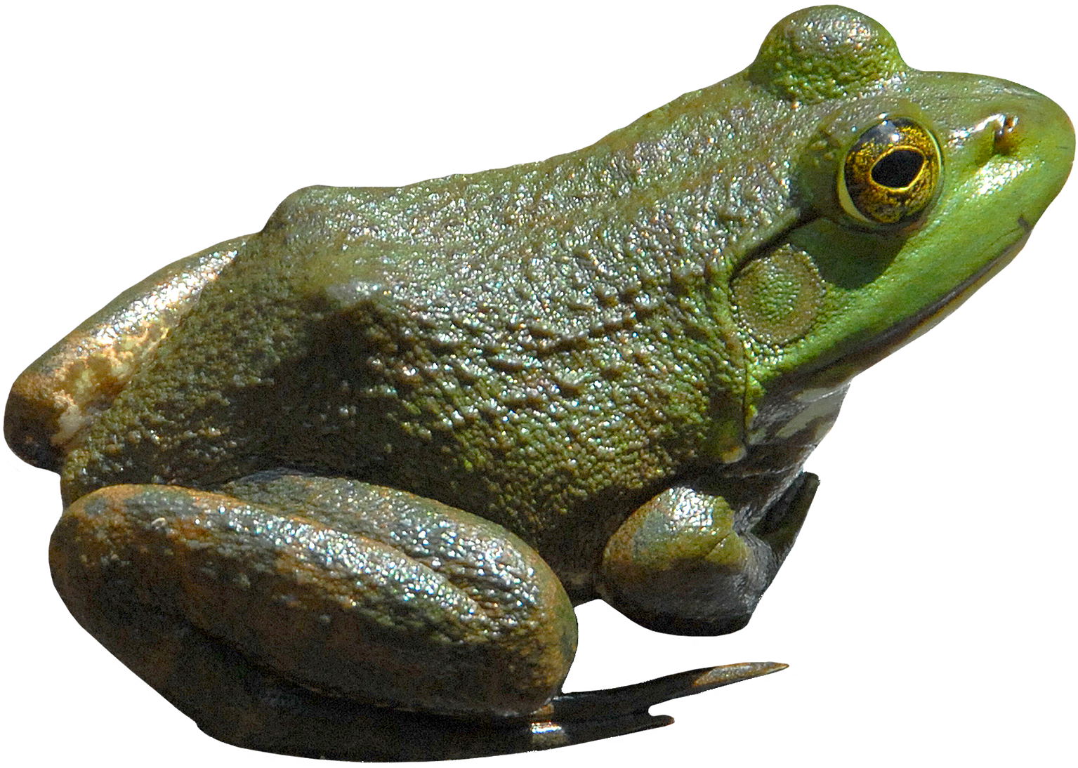 Frog Transparent PNG Image