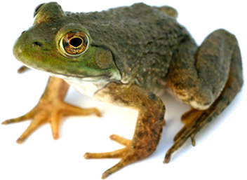 Frog Png 2 PNG Image