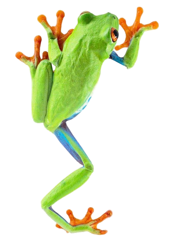 Frog Png 4 PNG Image