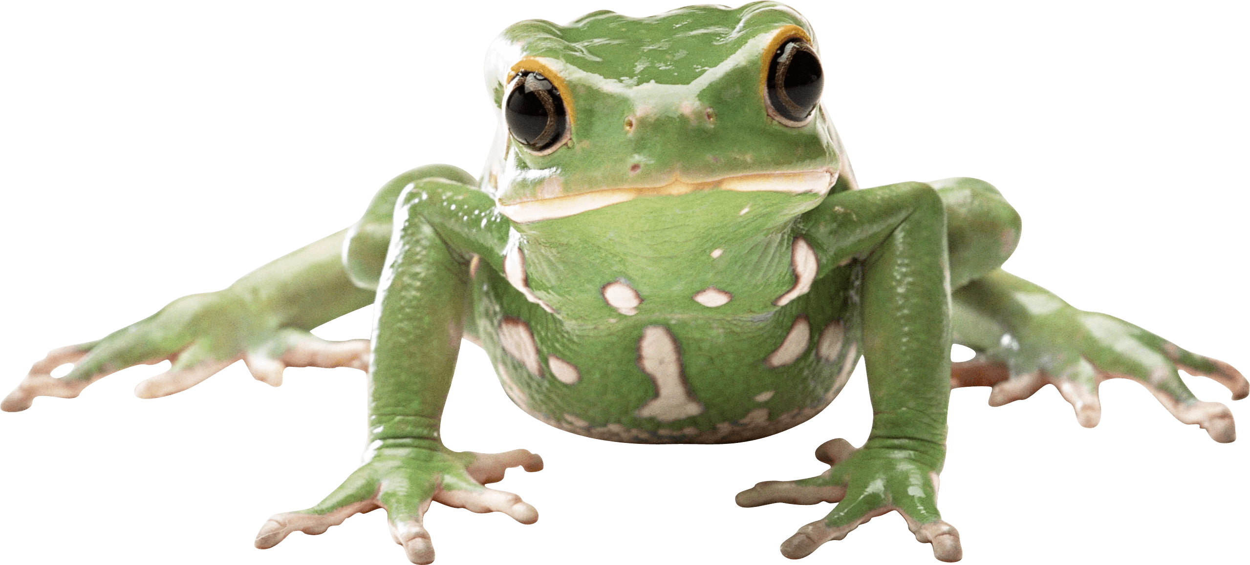 Frog Png Image PNG Image