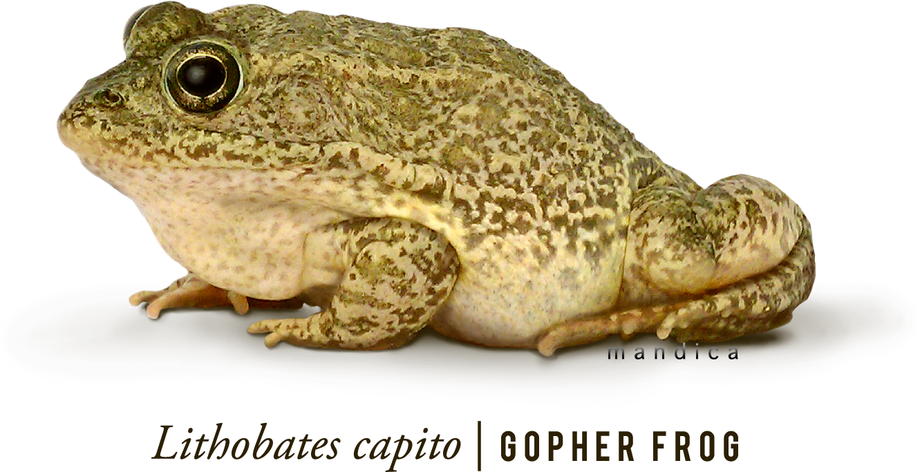 Frog Png 7 PNG Image