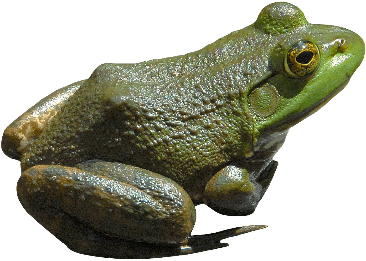 Green Frog Png Image PNG Image